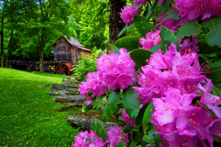 Forest mill - cottage, trees, spring, calm, green, house, grass, watermill, summer, place, mill, lovely, serenity, nature, woods, forest, beautiful, flowers