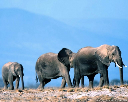  Three Elephants - three, tusks, trunks, grey, large, elephants