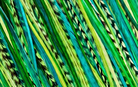 Feathers - feather, texture, black, green