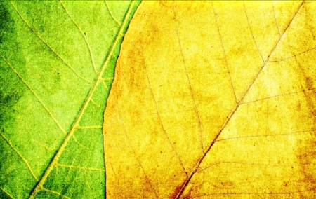 Leaves - yellow, macro, green, leaf, texture