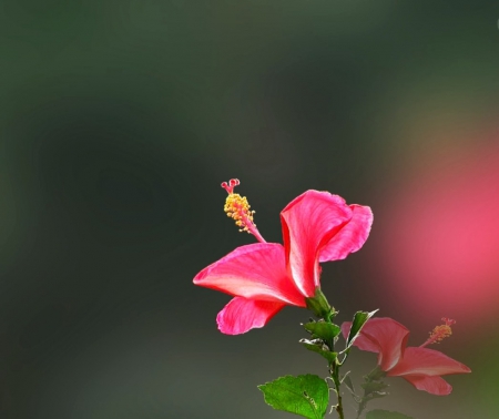 Hibiscus - flowers, nature, hibiscus, flower, pink