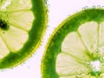 Lime