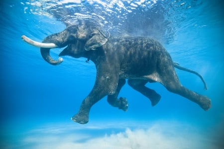 Taking A Swim - mouth, trunk, water, blue, legs, eyes, reflection, tail, white, elephant, tusk, gray, animals