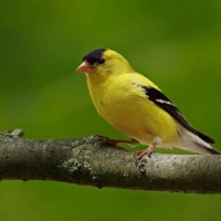 Male Gold Finch