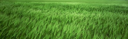 Wheat Chain - nature, hd, abstract, photofraphy, chain, wheat, green