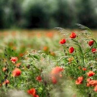 Poppies