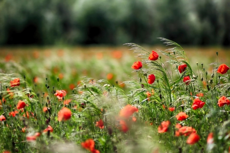 Poppies - nature, bokeh, splendor, poppies field, field, flowers, poppies, poppy