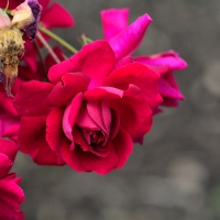 Beautiful Red Rose