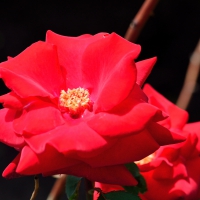 Brick Red Rose