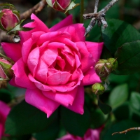 Pink Macro Rose