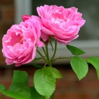 Twin Pink Roses