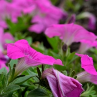 Purple Petunias