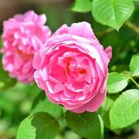 Peonies Wallpapers - Desktop Nexus