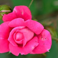 Pretty Pink Rose