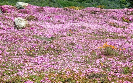 Wild Flowers near Big Sur, California - nature, wild flowers, usa, big sur