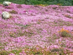 Wild Flowers near Big Sur, California