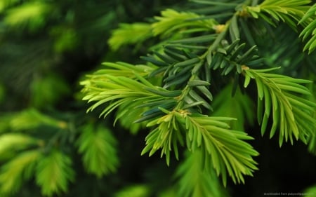 Fir branch - cetina, brad, de, creanga