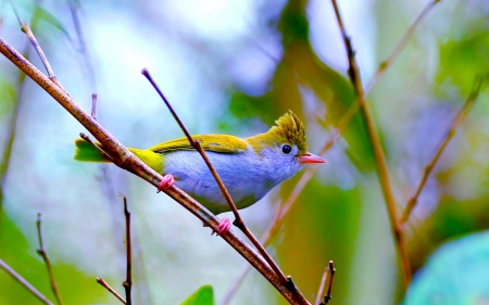 Bird - yellow, branch, blue, green, cute, bird