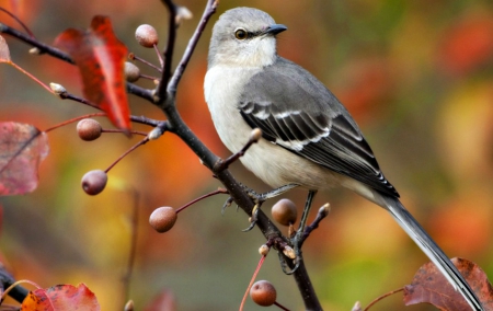 Bird - feather, black, bird, white, fruit, leaf, orange, branch, autumn