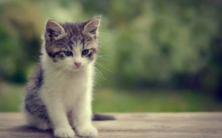 Kitten - white, animal, kitten, green, cute, adorable, cat