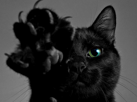 Hi! - black, animal, paw, green, cute, halloween, eye, cat