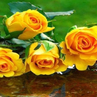 Bright Yellow Roses