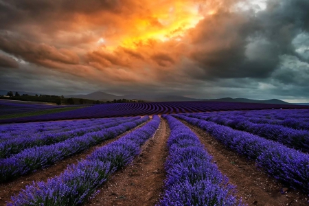 * Beautiful sunset * - flowers, field, nature, sunset