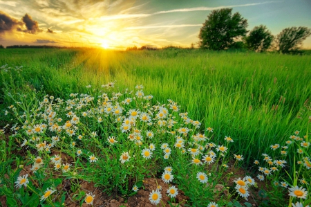 Daisies field at sunrise - summer, meadow, pretty, glow, rays, beautiful, flowers, wildflowers, grass, sky, morning, field, daisies