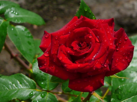 Pretty red rose - flower, feagrance, pretty, beautiful, lonely, leaves, garden, drops, scent, lovely, wet