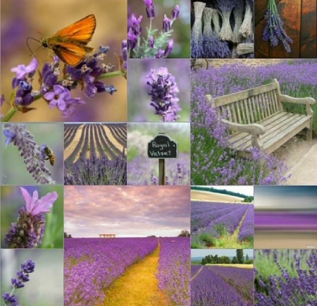 lavender collage - flowers, lavender, collage, nature