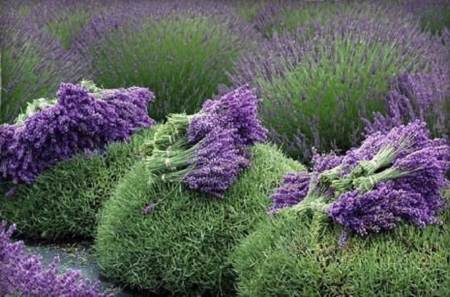 beautiful lavender - beautiful, flowers, field, lavender, nature