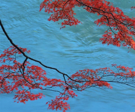 Drifting Autumn Leaves - branch, water, colorful, bright, blue, seasons, leaves, orange, float