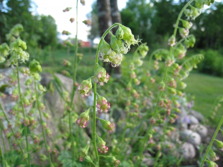 Fringecup - Flowers, fringecup, garden, colors, stones