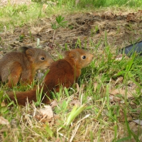 Baby Squirrels