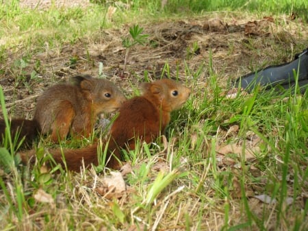 Baby Squirrels - animals, summer, squrriels, garden, grass, shoe