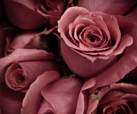 Dusky Pinks - roses, pink, petals, flowers, boquet, nature