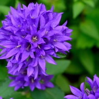 Purple Macro