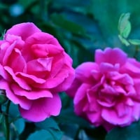 Glowing Pink Rose