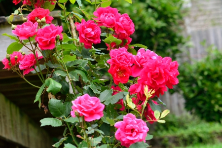 Bed Of Roses - Bed Of Roses, red roses, rose bush, pink roses