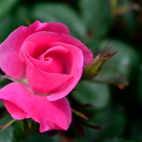 Pink Rose Blossom