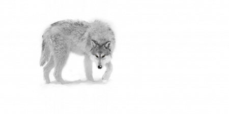 arctic  hunter - the hunter, saying, wolf, howling, wolves, black, white, wisdom, wolf art, timber, canislupus, wallpaper