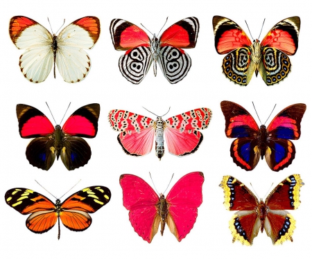 Shades Of Pink - white, butterflies, brown, pink, black