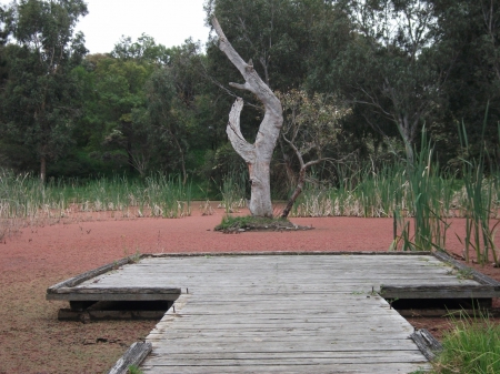 WALKWAY OVER THE SWAMP - REEDS, TREES, WATER, VEGETATION