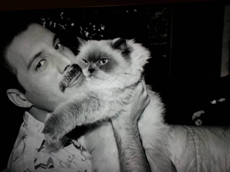 ♥Forever♥ - musician, music, Queen, rock, Freddie Mercury, cat, Tiffany