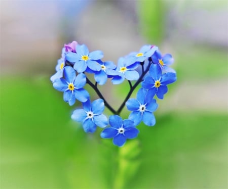 I Guess That's Why They Call It The Blues - delicate, heart, flowers, nature, blue, tiny, green