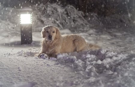 Snow dog - pretty, puppys, beautiful, dog, lovely, sweet, animal, dogs, cute, puppy, animals