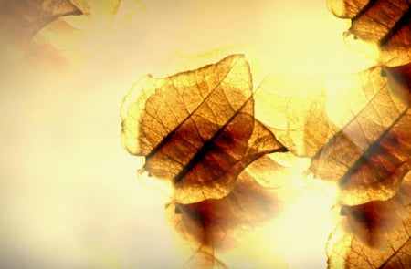 Leaves - leaves, leaf, transparent, yellow