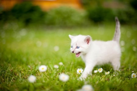 Cat - sleeping, cat face, hat, cat, kitty, animals, lovely, kitten, paws, face, pretty, cats, beautiful, cute