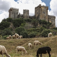 sheep grazing under almodovar castle in spain