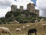 sheep grazing under almodovar castle in spain